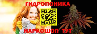 шишки Новодвинск